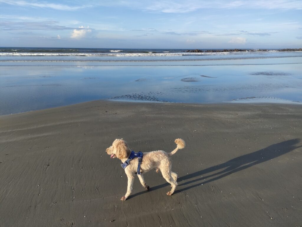 愛犬と海