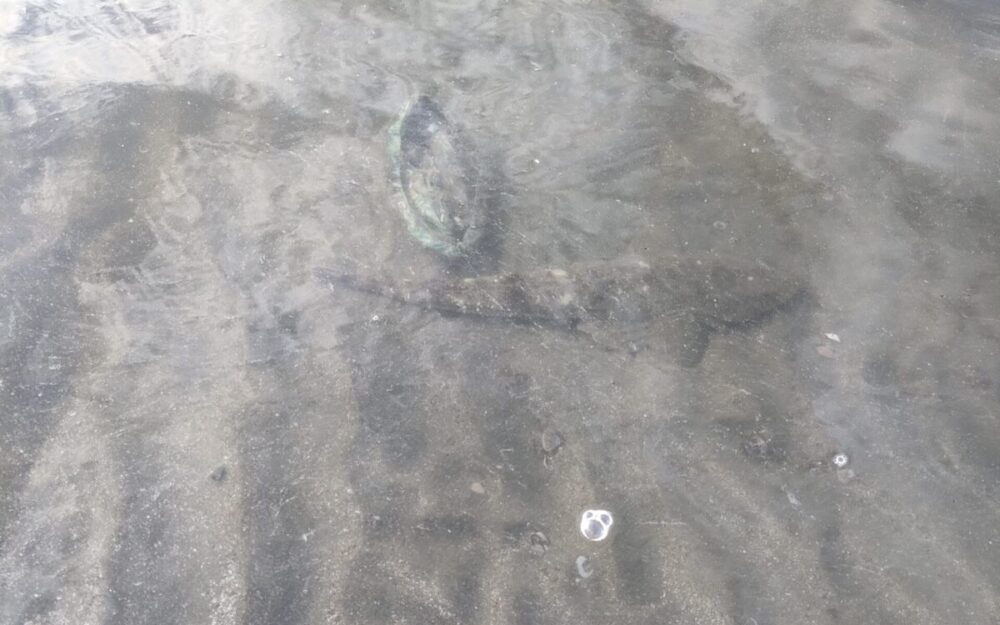 海にうかぶ謎の魚