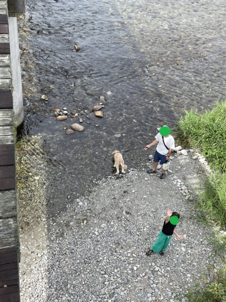 川の水を飲む愛犬