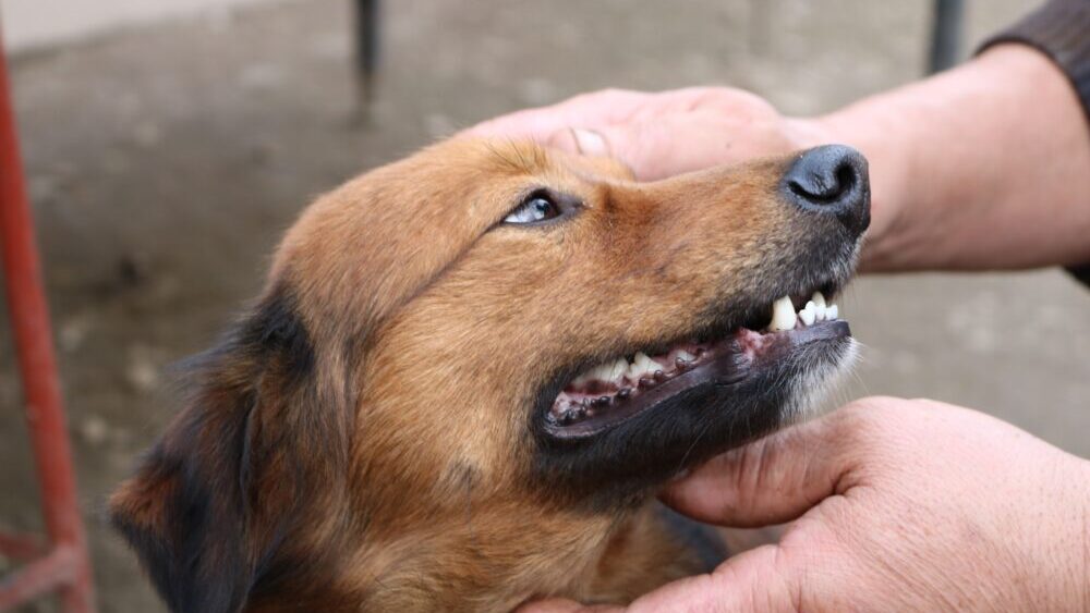 茶色い犬の歯