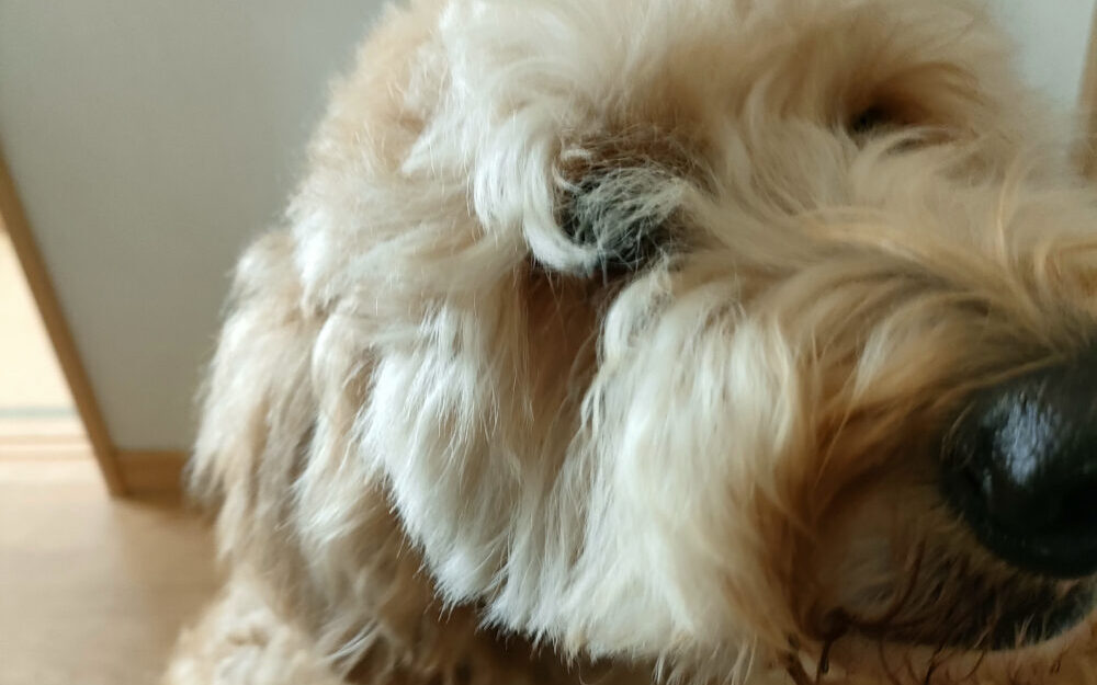 愛犬の健やかな写真