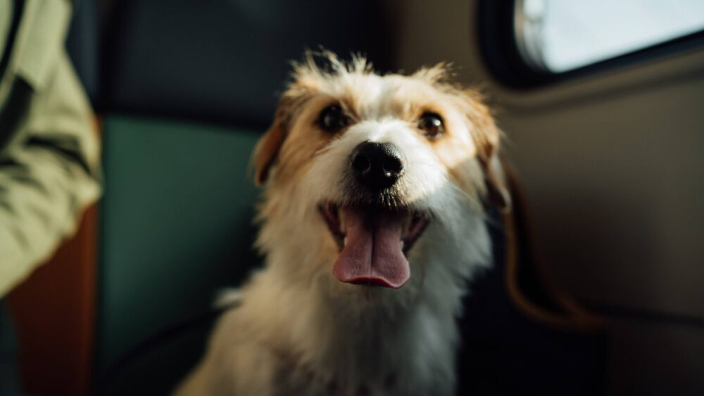 舌を出した笑顔の犬