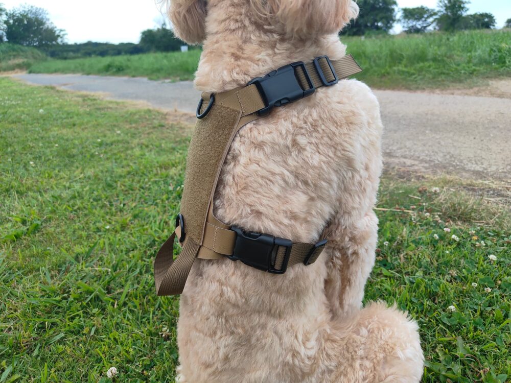 横から見たハーネスを付けた愛犬